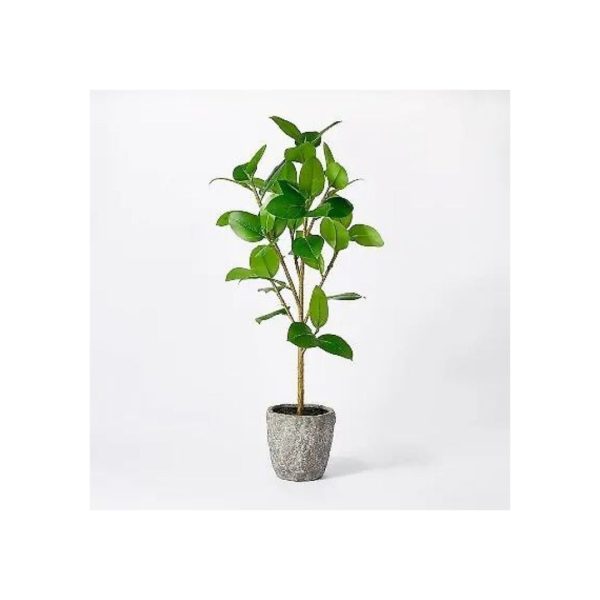 Threshold Designed Potted Banyan Tree with Studio McGee Supply